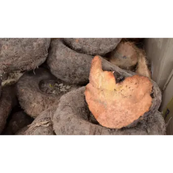 Common Elephant Yam